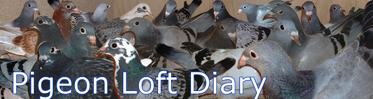 Pigeon Loft Diary from one member at Almondbury Methodist Church